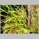 Psilotum nudum-xx.jpg
